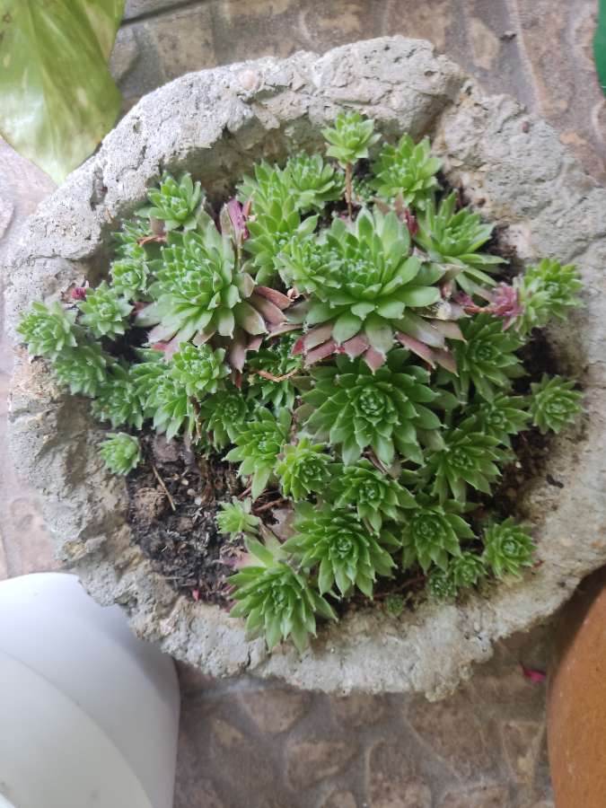 Rojnik, Sempervivum 3