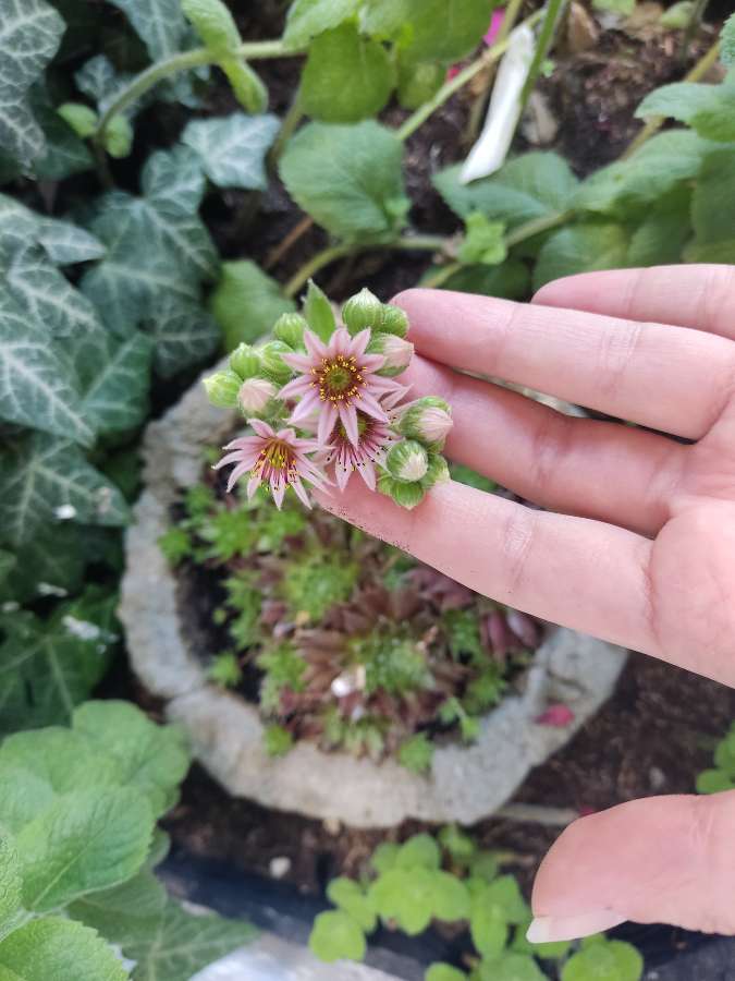 Rojnik, Sempervivum 2