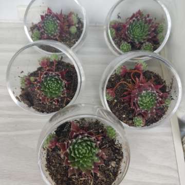 Rojnik, Sempervivum