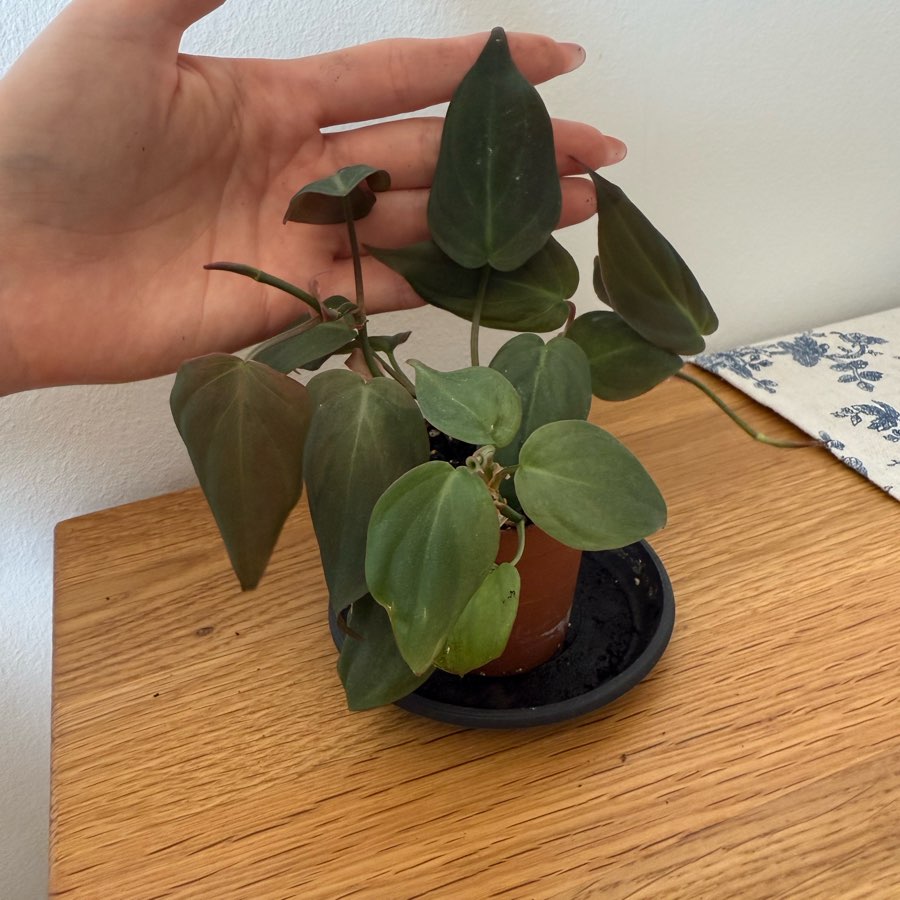 Philodendron micans welurowy