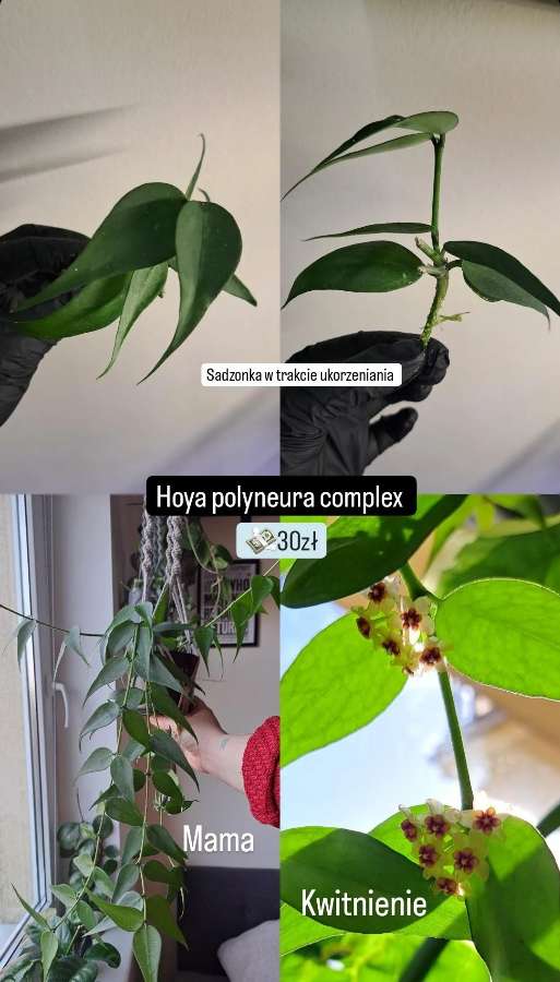 Hoya polyneura complex 4