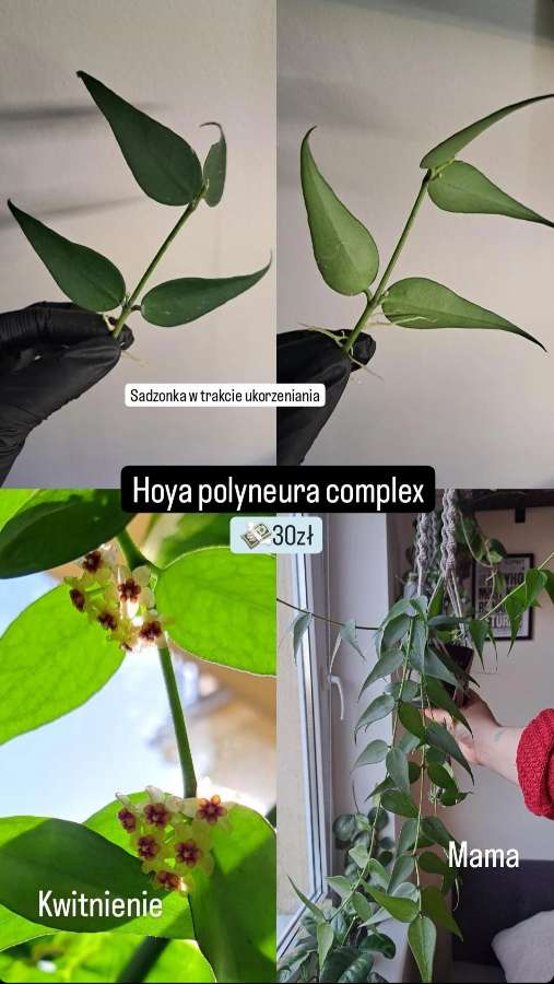 Hoya polyneura complex 2