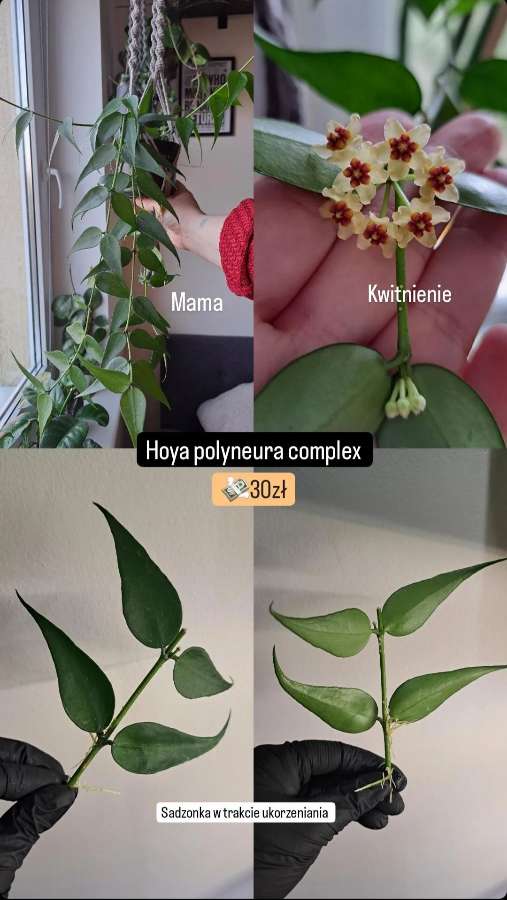 Hoya polyneura complex 3