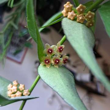 Hoya polyneura complex