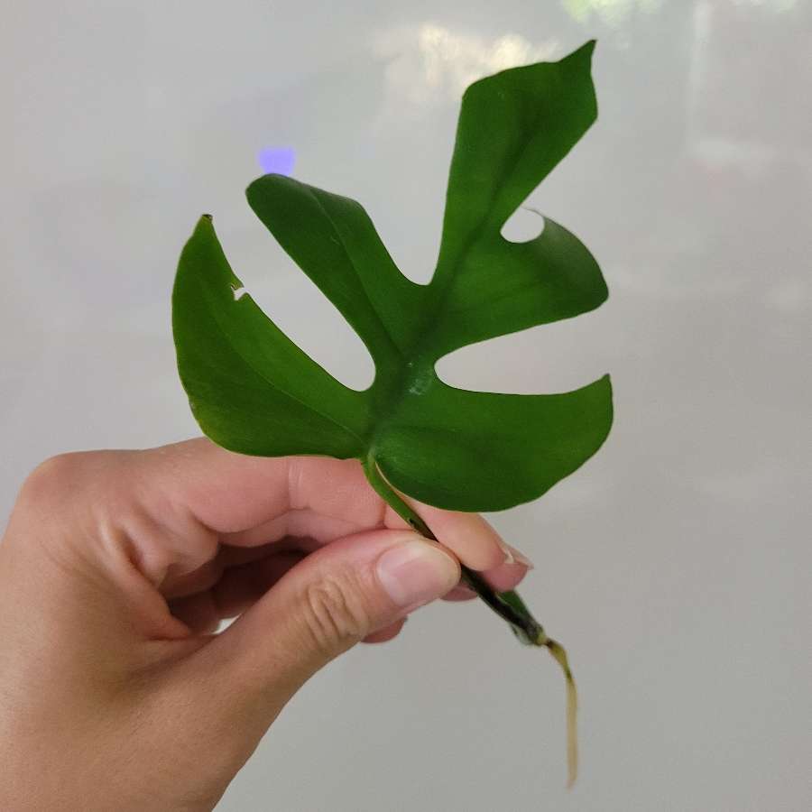 Monstera minima