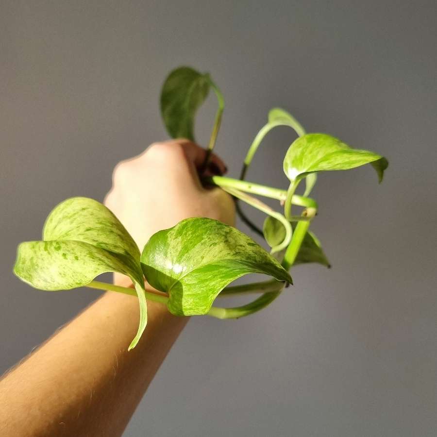 Sadzonka epiprenum aurenum marble queen