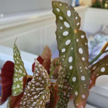 Begonia maculata