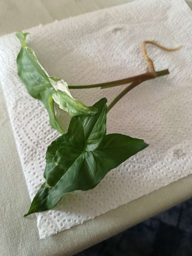 Syngonium podophyllum albo Variegata 2