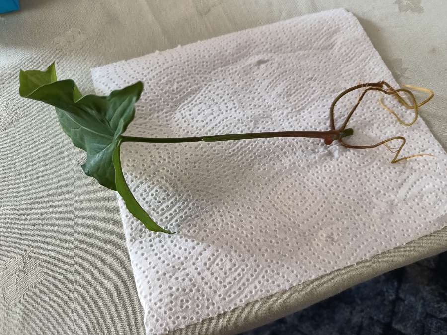 Syngonium podophyllum albo Variegata 3