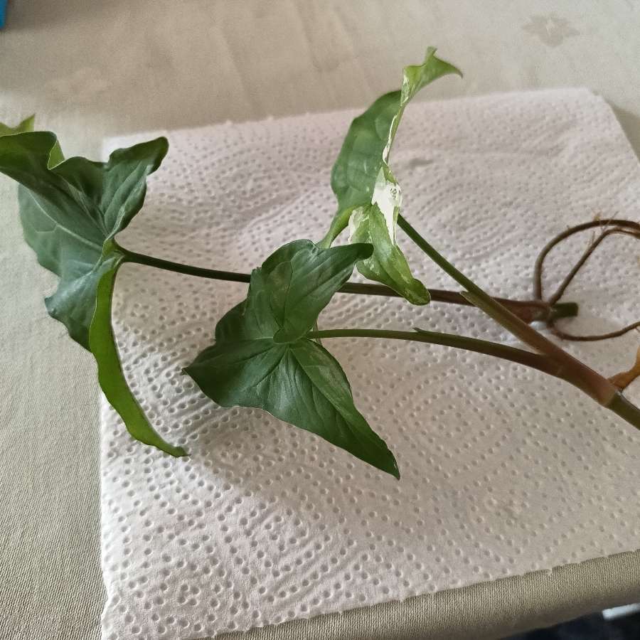 Syngonium podophyllum albo Variegata