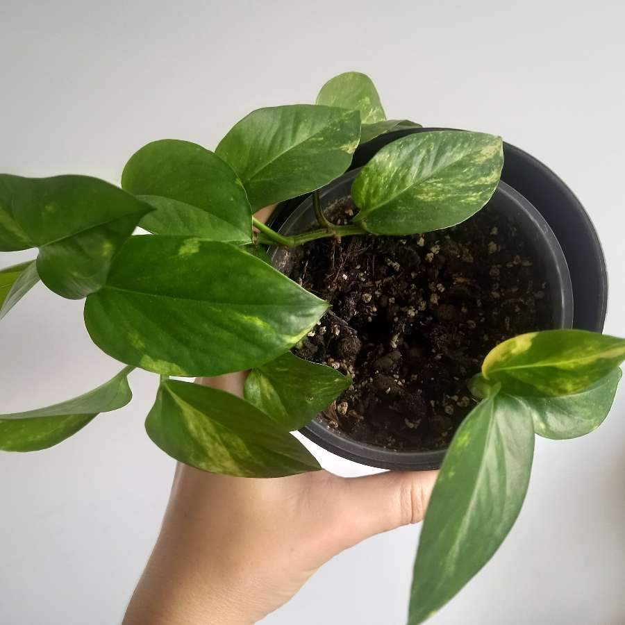 Epipremnum aureum