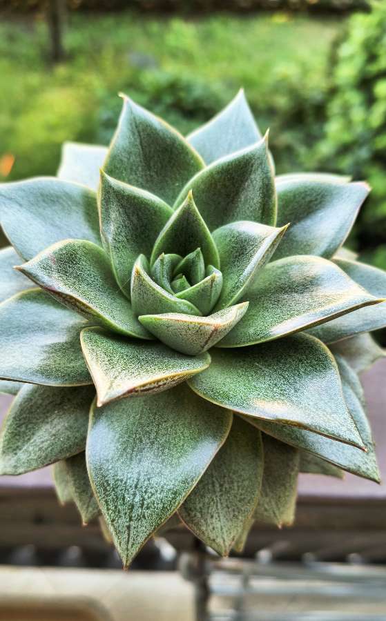 Echeveria dionysos 2