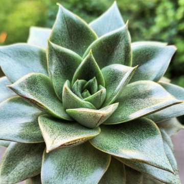 Echeveria dionysos