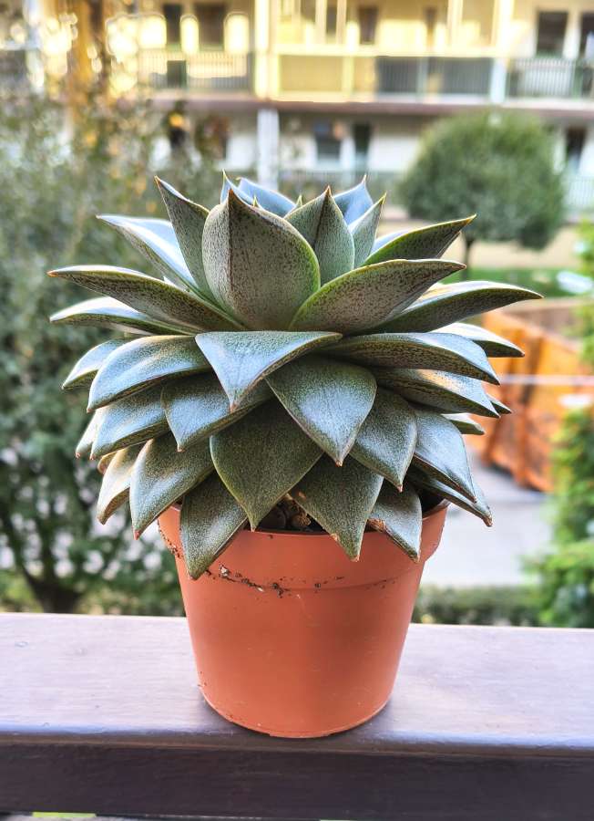 Echeveria dionysos 4