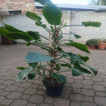Philodendron imperial green