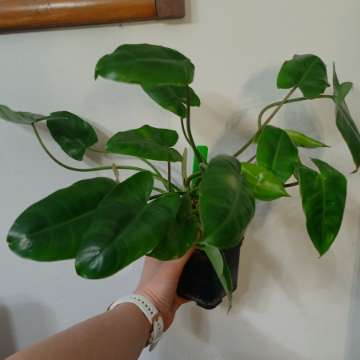 Philodendron Burle Marx (regres z Minta)