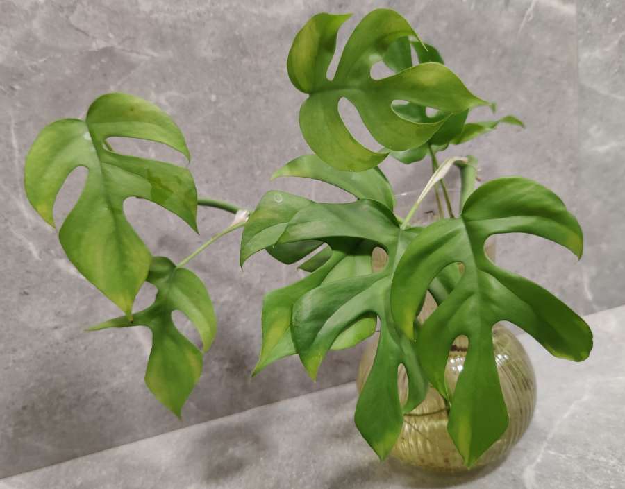 Rhaphidophora tetrasperma sadzonki 2