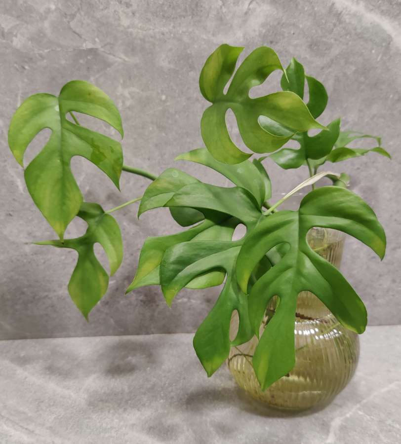 Rhaphidophora tetrasperma sadzonki 3