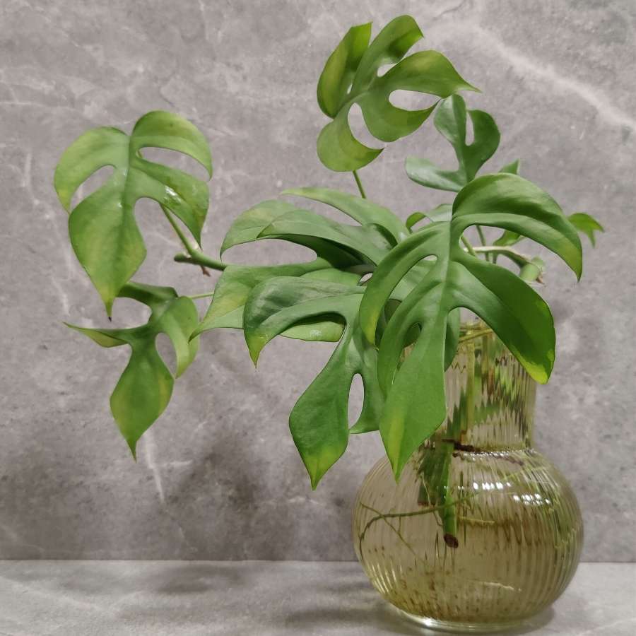 Rhaphidophora tetrasperma sadzonki