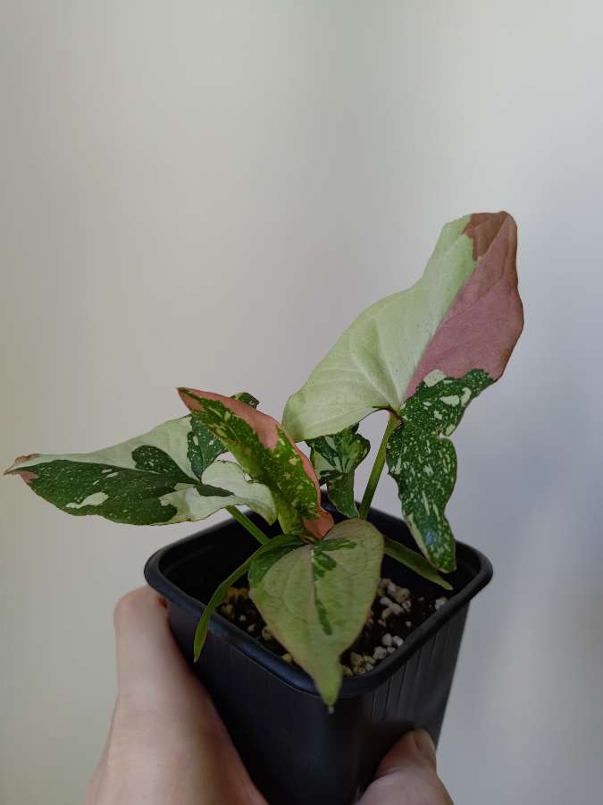 Syngonium Red spot tricolor 2