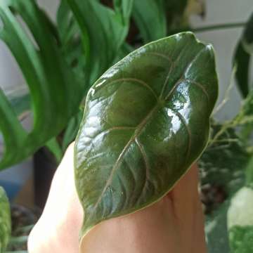 Alocasia Azlanii