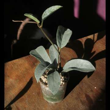 Hoya grey ghost