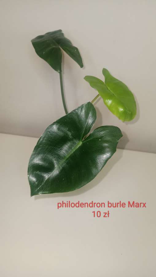 Philodendron burle Marx 2