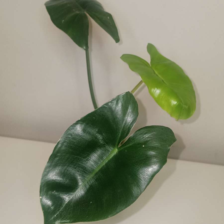 Philodendron burle Marx