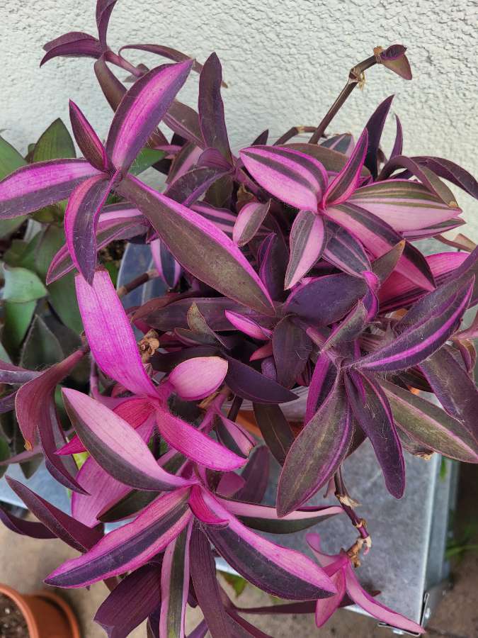 Tradescantia pallida 'pink stripe' 4