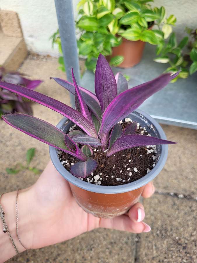 Tradescantia pallida 'pink stripe' 3