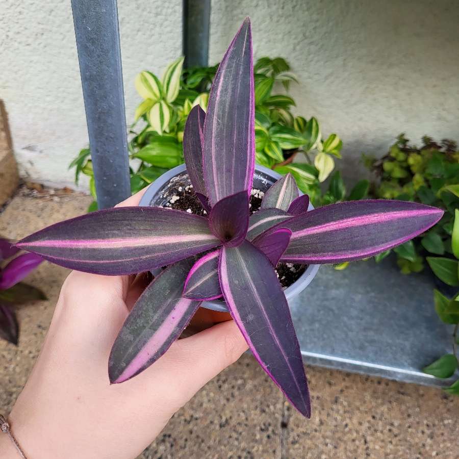 Tradescantia pallida 'pink stripe'