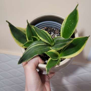 Sanseveria Jade Pagoda