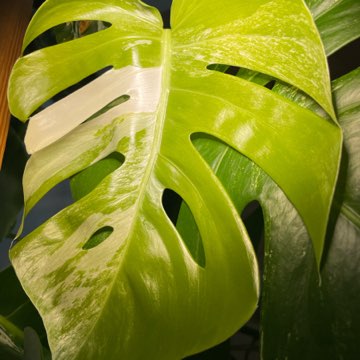 Monstera Deliciosa Variegata