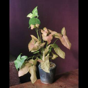 Syngonium orm nak + variegata