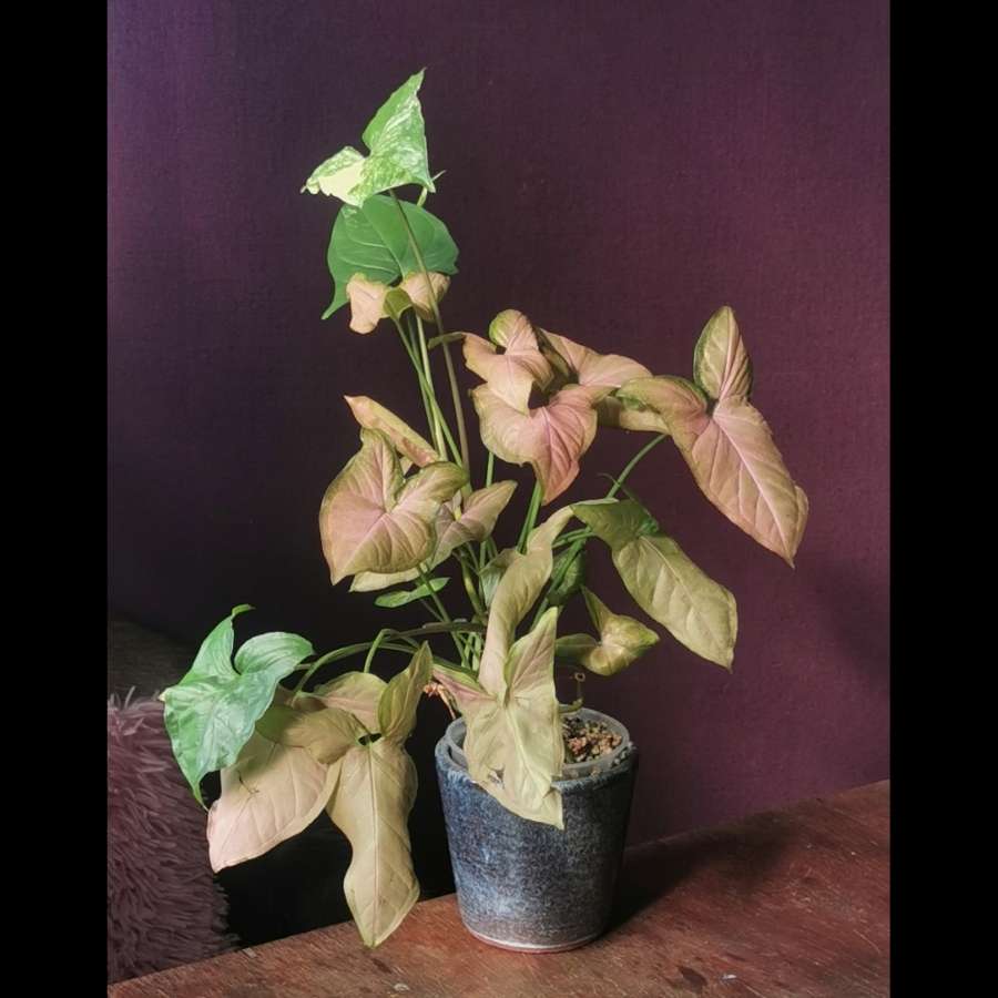 Syngonium orm nak + variegata