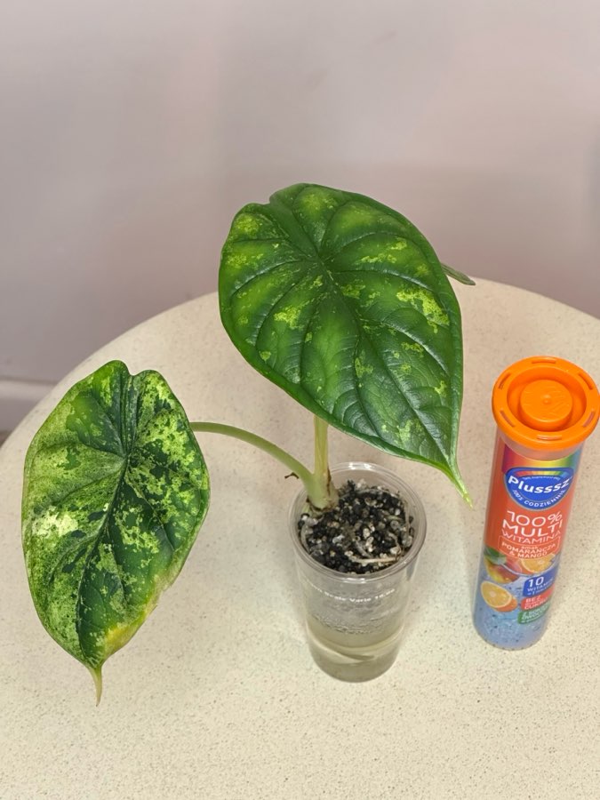 Alocasia Dragon Scale Mint #2 3