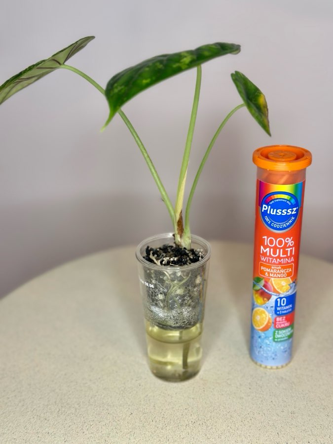 Alocasia Dragon Scale Mint #2 2