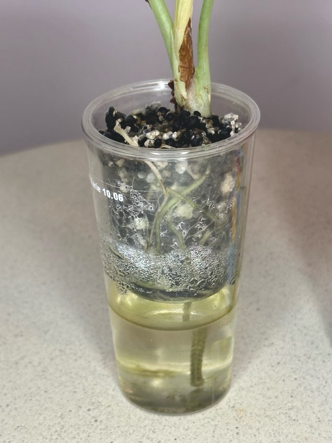 Alocasia Dragon Scale Mint #2 4