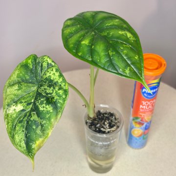 Alocasia Dragon Scale Mint #2