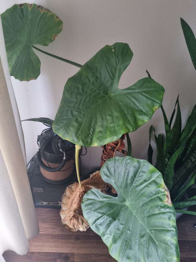 Oddam alokazję ucho słonia 2