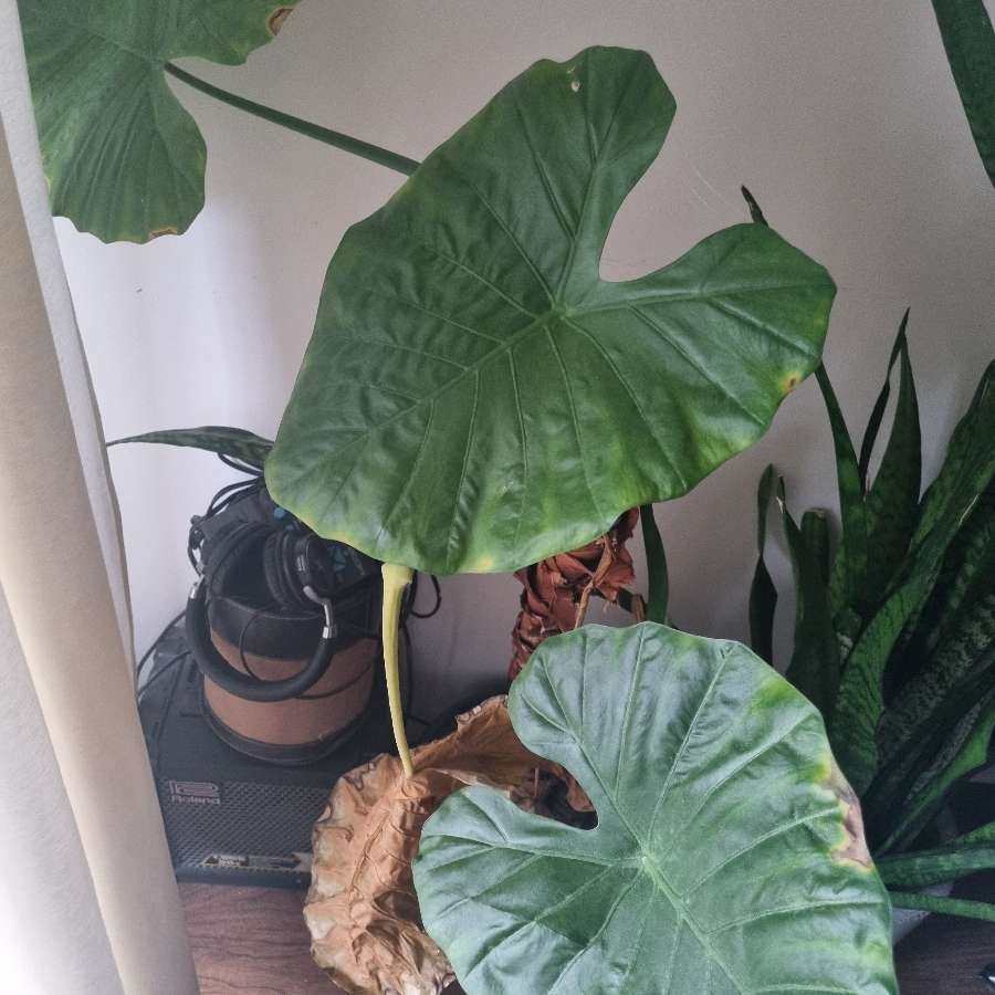 Oddam alokazję ucho słonia