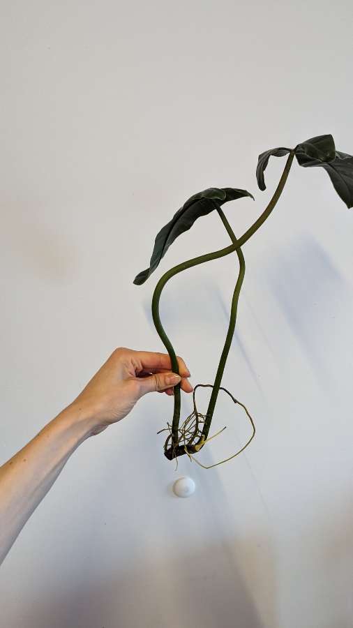 Philodendron atabapoense x billietiae 4