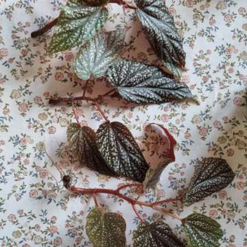 Begonia maculata pink spot