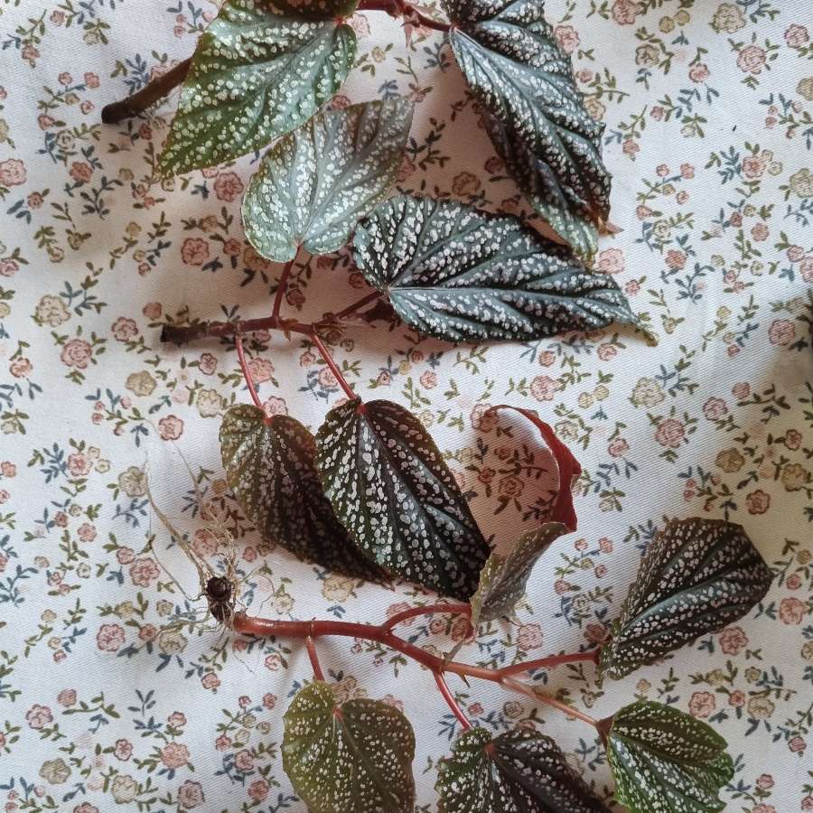Begonia maculata pink spot