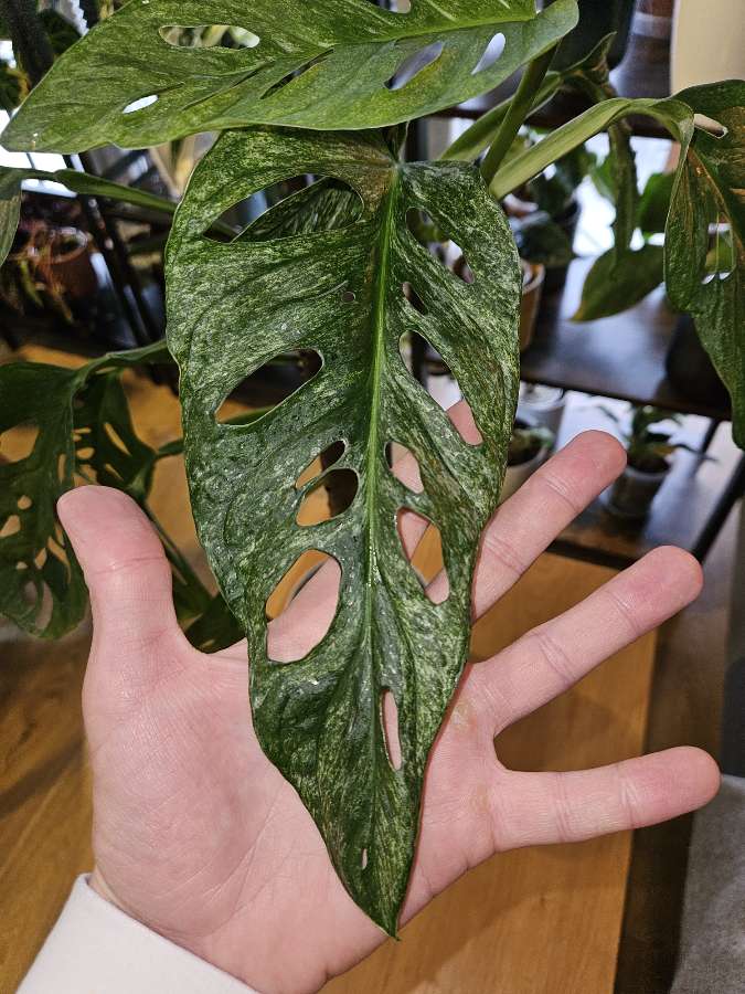 Monstera adansoni 'Mint' 2