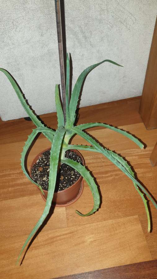 Aloes duży, sukulent, roślina rosnąca nr 2 5