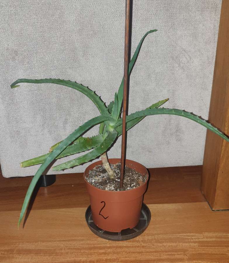 Aloes duży, sukulent, roślina rosnąca nr 2 3