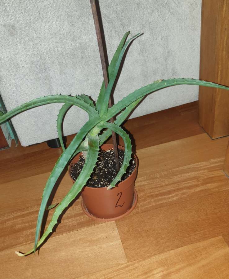 Aloes duży, sukulent, roślina rosnąca nr 2 3