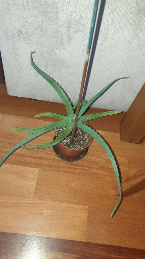 Aloes duży, sukulent, roślina rosnąca nr 2 2