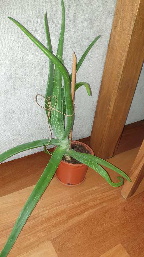 Aloes duży, sukulent 2